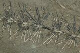 Fossil Pennsylvanian Horsetail (Asterophyllites) Plate - France #351133-1